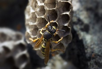 Paper Wasp- Nest Building