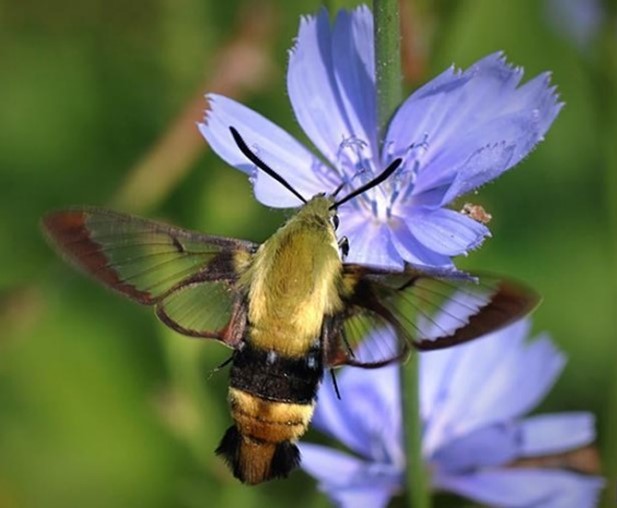 Snowberry Clearwing Moth