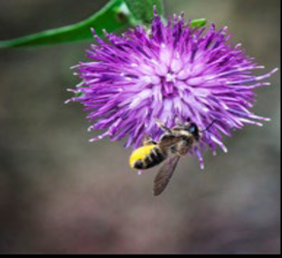 solitary bee