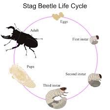 Stag Beetle Life Cycle