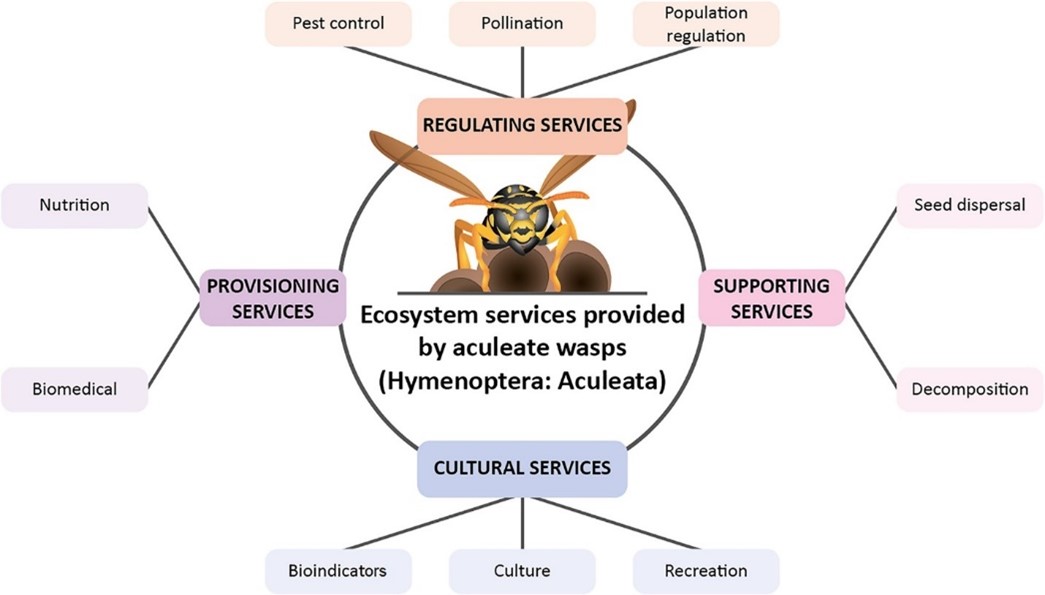 Wasp Diagram