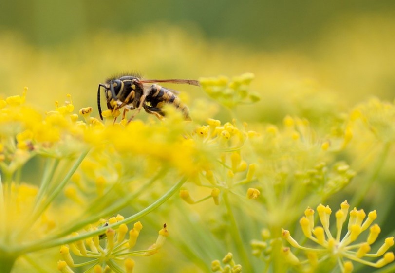 Wasp on Flower