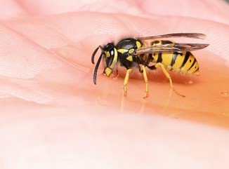 Wasp on Human Hand