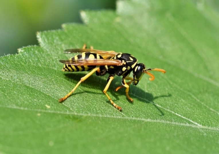 Wasp on Leaf