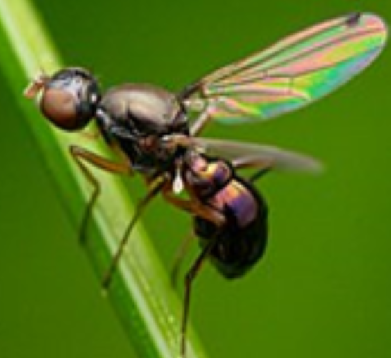 Wasp-waist fly