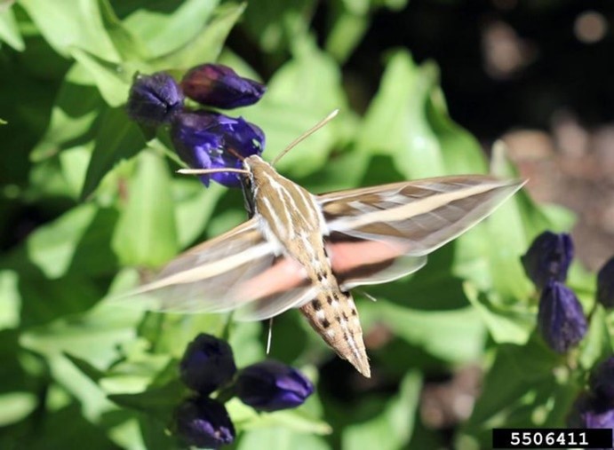 White lined Sphinx Moth