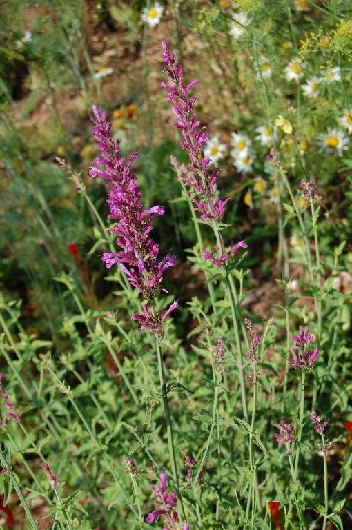 Agastache - a key pollinator plant