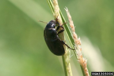 Ground Beetle by W.Cranshaw, bugwood.org