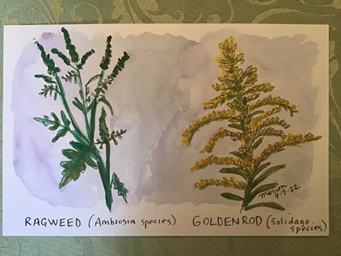 Drawing by Marion Barnes, Master Gardener