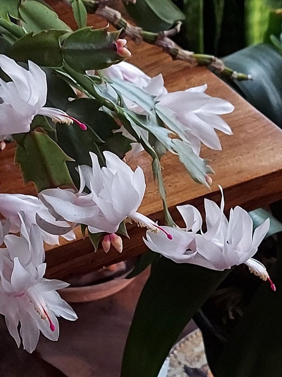 Holiday Cacti Photo by S. Detrick