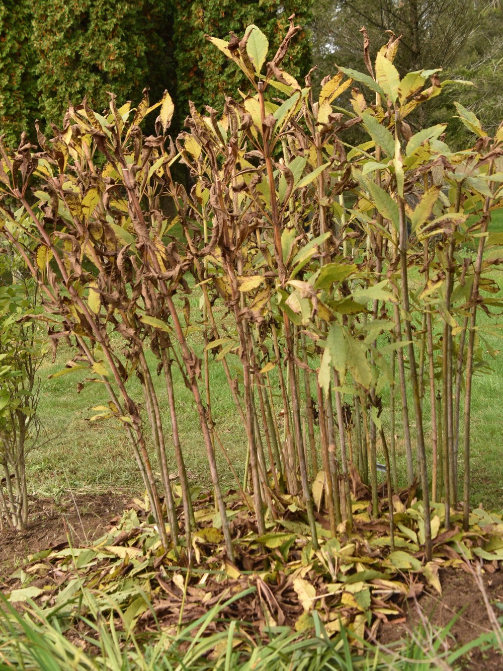 Joe Pye Weed. Four foot stalks were left standing to serve as overwintering wildlife habitat. Six inch pieces of stem and leaves were left as mulch.