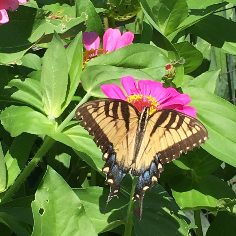 Photo Credit: Marie Barnette, Master Gardener of Montgomery County