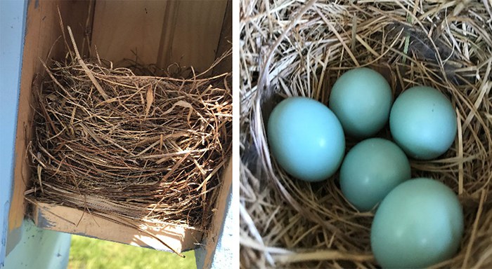 bluebird nest and eggs