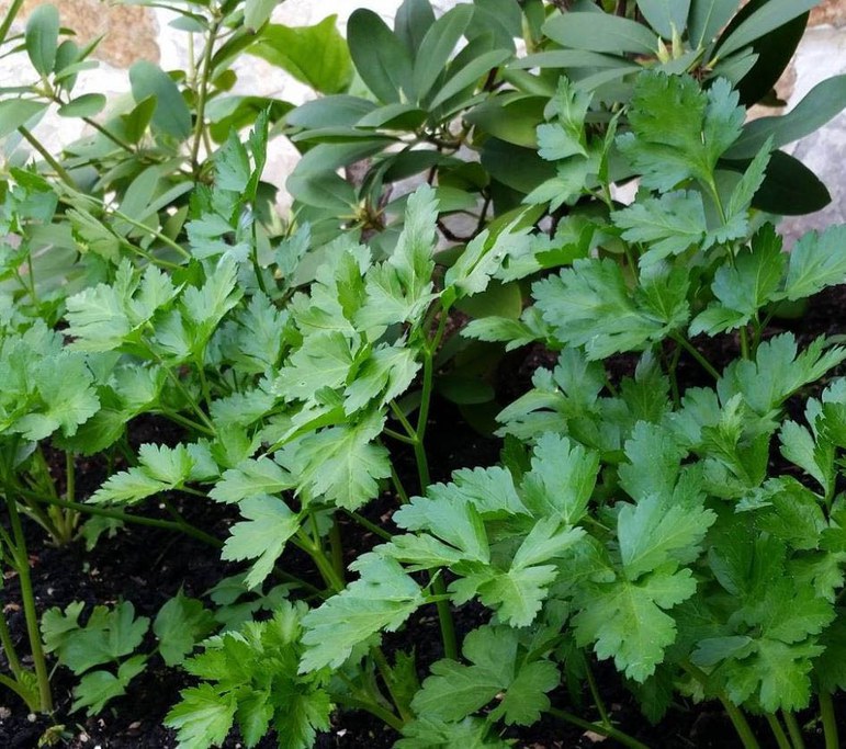 parsley planted under Rhododendron