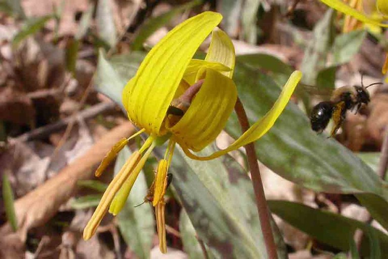 Trout Lily or Dogtooth Violet - Erythronium americanum and bee. Photo: D. Stelts, Penn State
