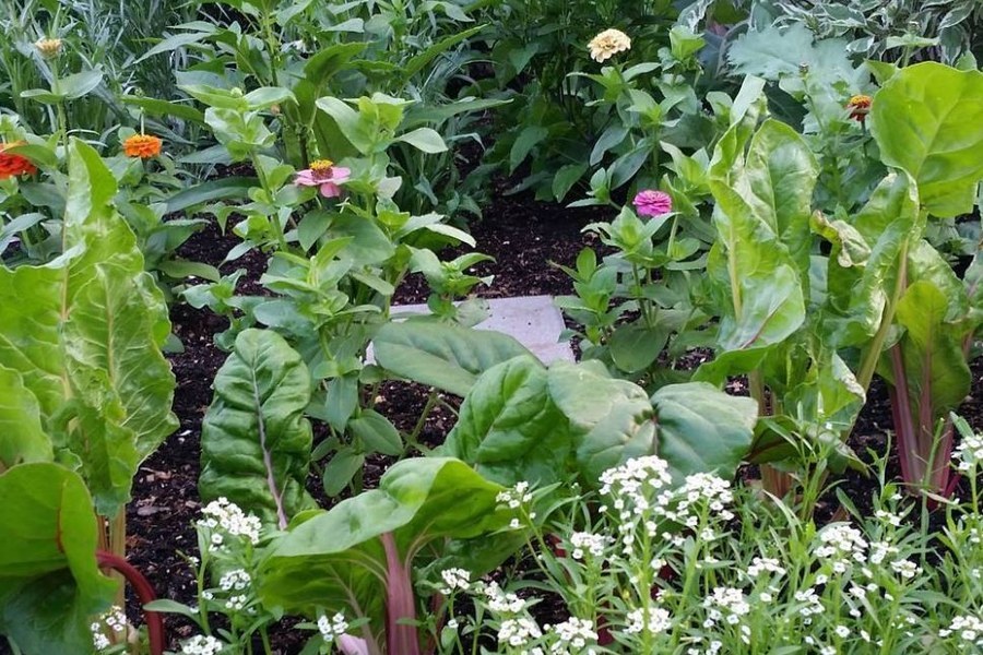 This front yard foundation garden bed in Lower Merion Township, Montgomery County contains over 30 Swiss chard, pepper, eggplant, and herb plants along with flowers.