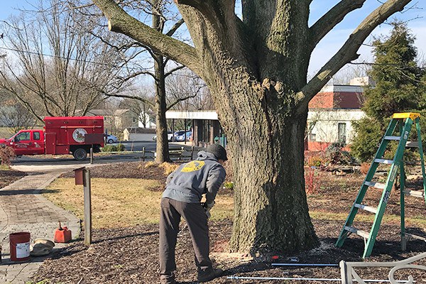 A certified arborist examines the oak tree. Photo: Virginia Cunningham, Penn State