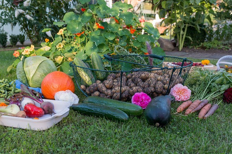 Fall harvest