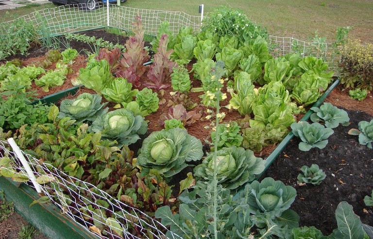 Crops in rows