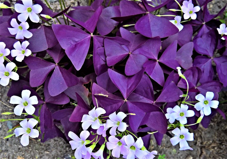 Purple Leaf Shamrock- pixabay