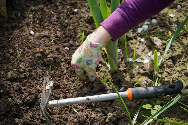 Hands working in a garden bed