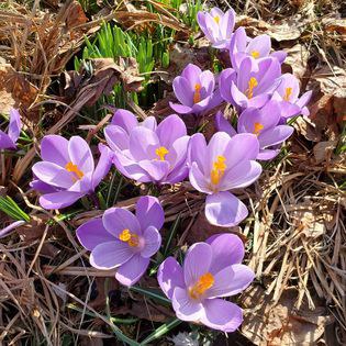 Susan Stoklosa's winning crocus photo