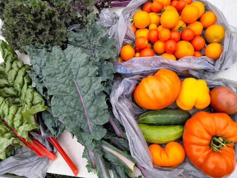 Vegetables harvested from the Edible Education Garden at the Penn State Extension office in Montrose.