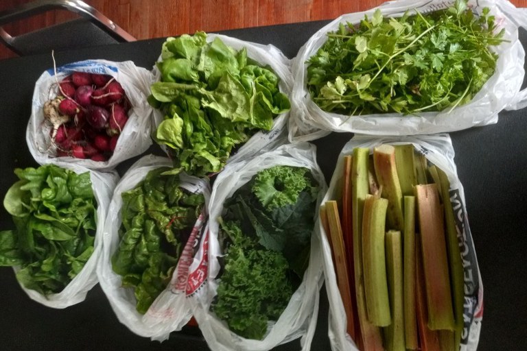 Vegetables, grown and harvested by the Seed to Supper Program