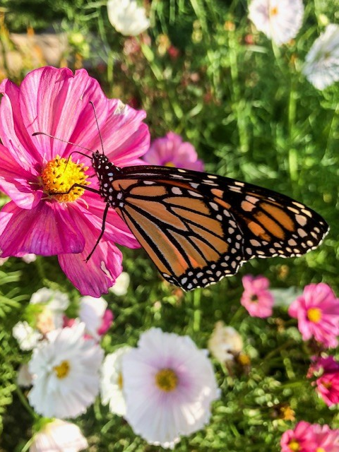 Monarch on a Cosmos-Photo taken by MG Sarah Reese
