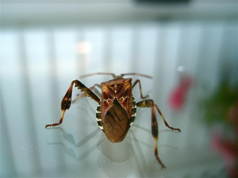 Garden Hotline Western Conifer Seed Bug