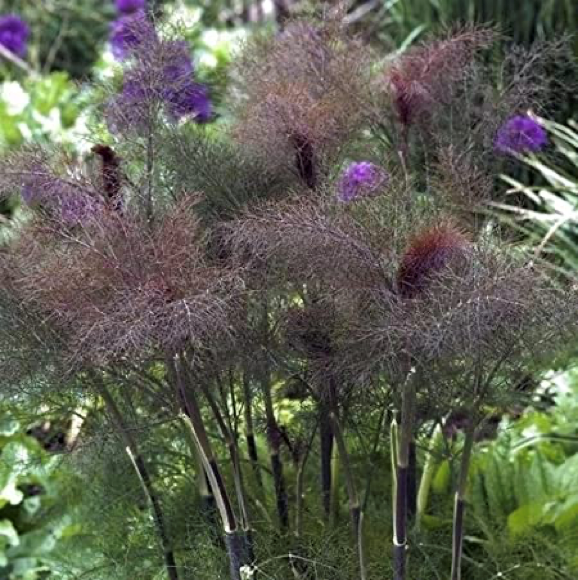 Bronze Fennel