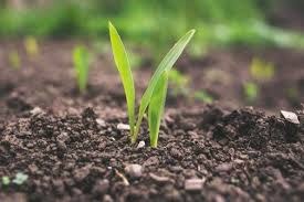 Soil Tests: Get the Dirt on Your Garden A green shoot grows up through the soil towards light.