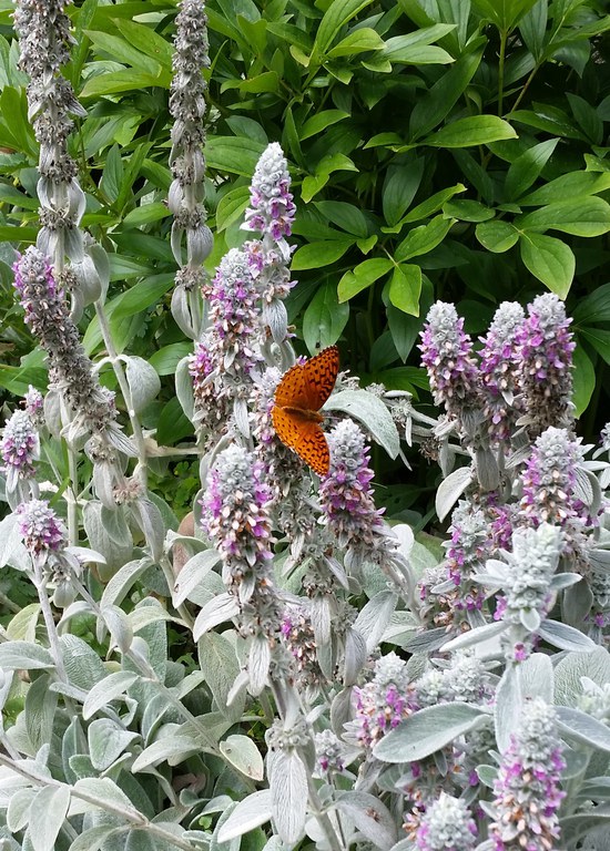 Butterfly on flowers.  Photo by Cathy Long, Penn State Extension Master Gardener