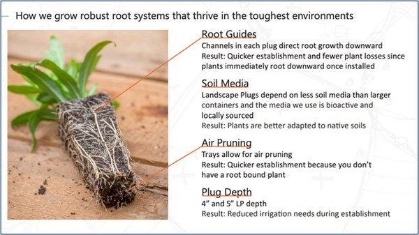 Image and description of a landscape plug