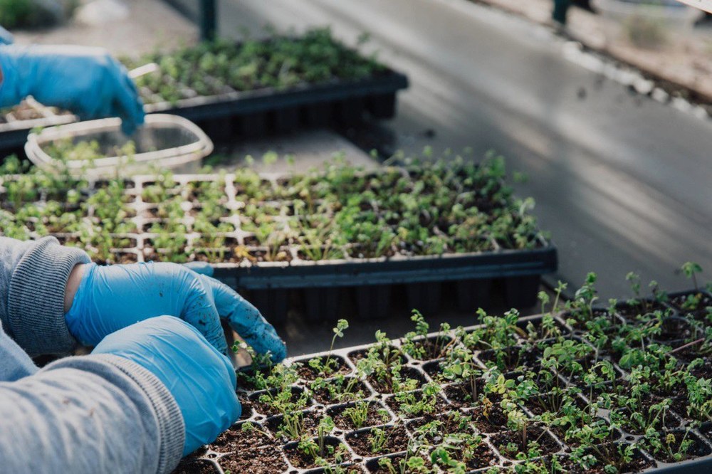 Native Landscape Plugs to be Sold at Annual Plant Sale Landscape Plugs(TM). Courtesy of North Creek Nurseries