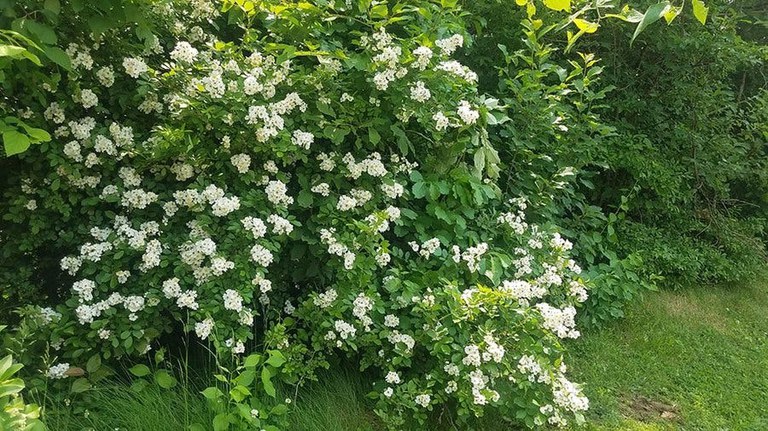 Multiflora rose hedge at the forest edge. Photo credit: Skylure Templeton and Dave Jackson, Penn State