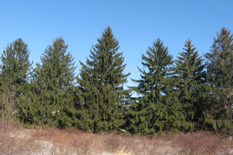 Norway spruce (Picea abies) by Richard Webb on Bugwood.org. CC BY