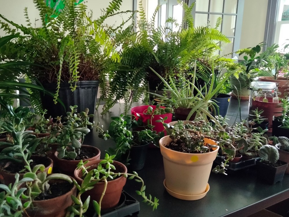 Houseplants. Photo credit: Melissa Wright