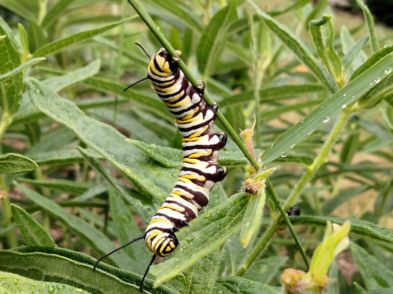 A monarch caterpillar on butterfly weed (Asclepias tuberosa).