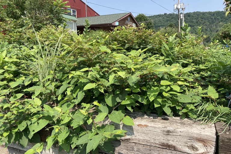 Japanese knotweed regrowth, July 2021. Photo taken after cutting, before first herbicide application.