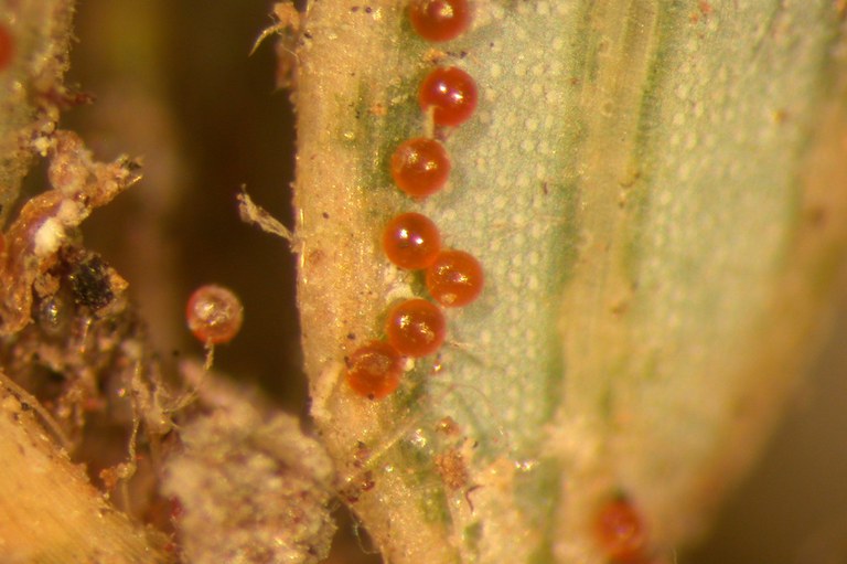 Spider mite eggs - closeup