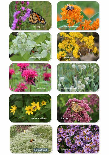 Amazing Pollinator Plants
