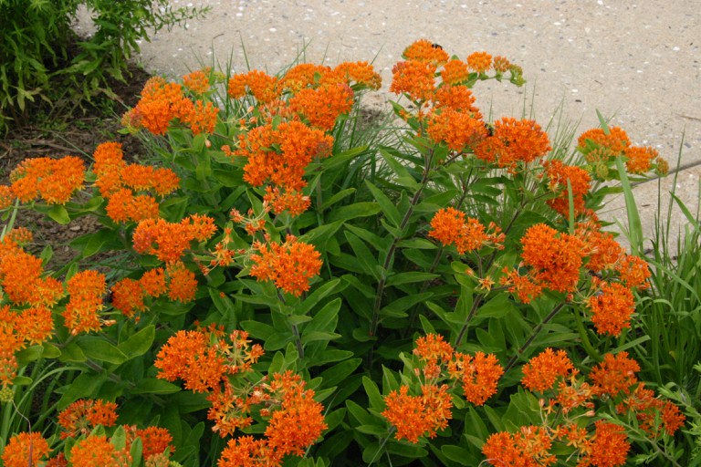 Asclepias tuberosa, or Butterfly Weed, is a wonder plant to attract pollinators. 