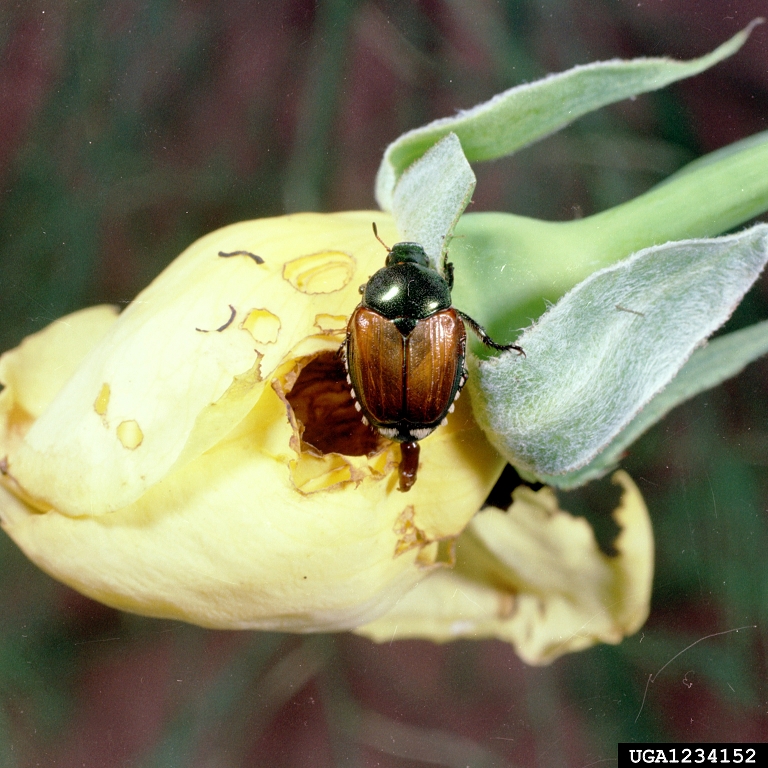 Japanese beetles eating roses Photo: