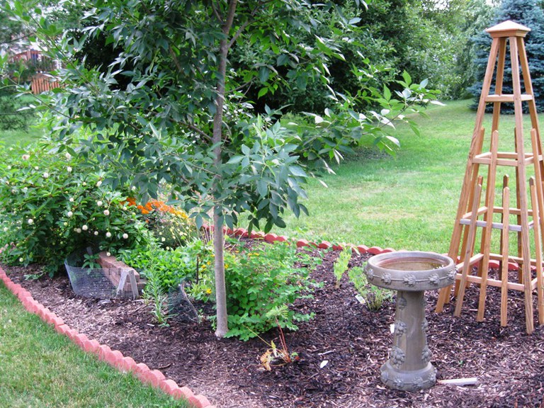 Native plants in a suburban garden. Photo: Fred Oleson