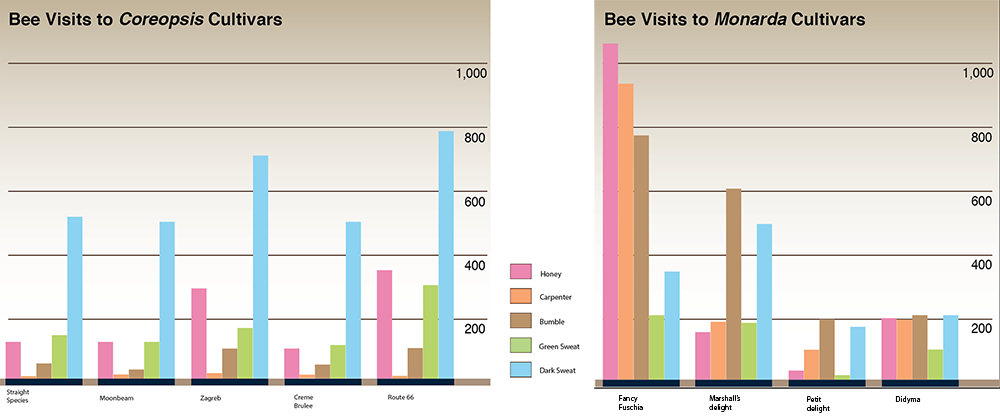 Bee visits to coreopsis and monarda