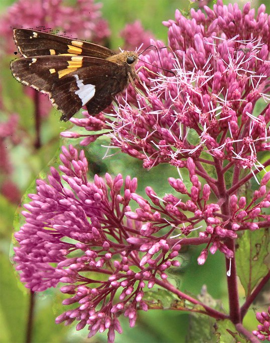 Butterfly on Joe Pye Weed