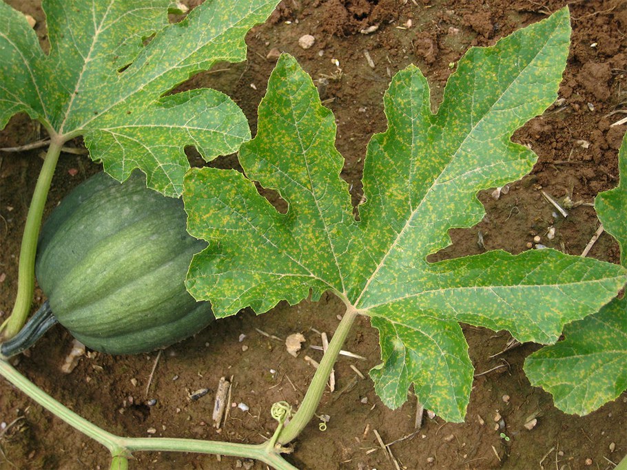 Cucurbit Downy Mildew