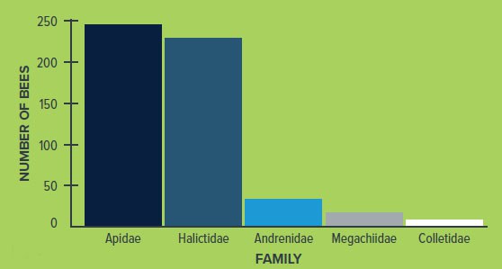 Figure 1, Bee families