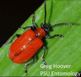 Lily Leaf Beetle